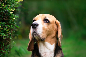 funny face of beagle dog seriously looks close up - obrazy, fototapety, plakaty