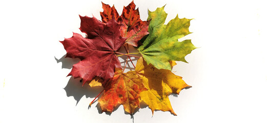 Decorative autumn leaves in different colors on white background