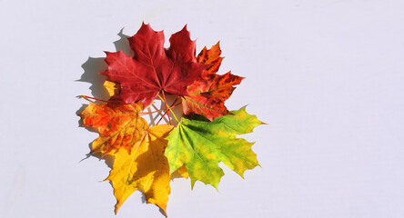 Decorative autumn leaves in different colors on white background