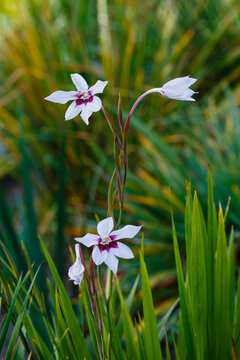Acidanthera murielae , or Skewer Muriel ( lat. Gladiolus murielae ) is a species of perennial herbaceous plants of the Iris family ( Iridaceae )