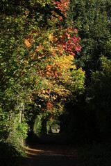 country lane in autumn