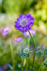 Blue Scabiosa caucasica sort Deep Blue in garden close up