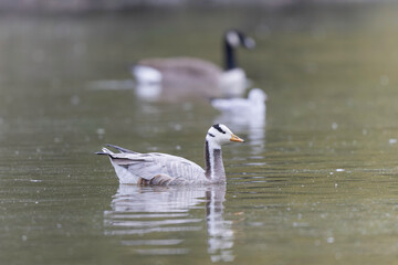Bar-headed goose Anser indicus swimming on a pond in France