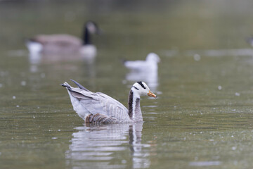 Bar-headed goose Anser indicus swimming on a pond in France