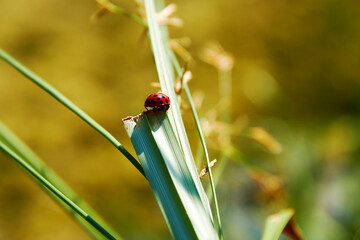 Macro view of bright red ladybug on the long sharp green leaf. Animals and insects backgrounds