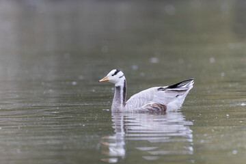 Naklejka na ściany i meble Bar-headed goose Anser indicus swimming on a pond in France