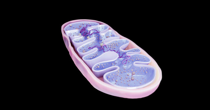 Mitochondria, Cellular Organelles, Produce Energy, Cell Energy And Cellular Respiration, DNA, 3D Rendering