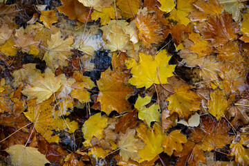 Naklejka na ściany i meble Autumn leaves on the ground.
