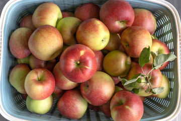 Basket with fresh apples bio product from own garden, autumn background, top view, close up. .