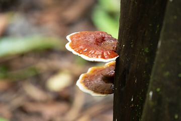 Wild mushrooms growing on a tree trunk