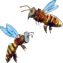 Two little bees. Watercolor sketch. Watercolor illustration