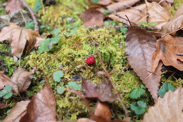 迷子のヘビいちご