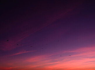 beautiful sunset with birds flying
