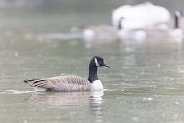 Canada goose swimming on a pond in the morning mist of a winter day