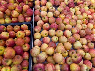 Fresh ripe apples on display