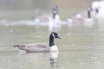 Canada goose swimming on a pond in the morning mist of a winter day