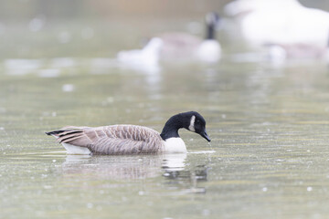 Canada goose swimming on a pond in the morning mist of a winter day