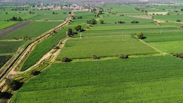 Aerial view of corn fields in a rural area at sunset with rivers