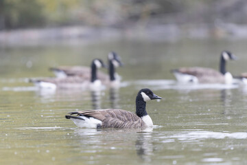 Canada goose swimming on a pond in the morning mist of a winter day