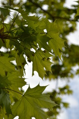 Foglie di acero verde su un albero nella foresta.