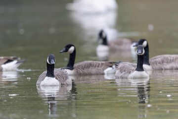 Canada goose swimming on a pond in the morning mist of a winter day