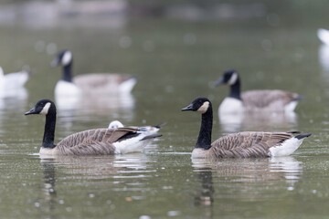 Canada goose swimming on a pond in the morning mist of a winter day