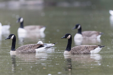 Obraz premium Canada goose swimming on a pond in the morning mist of a winter day