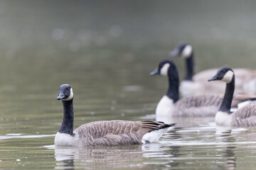 Canada goose swimming on a pond in the morning mist of a winter day