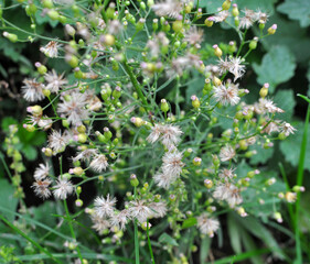 Erigeron canadensis grows in nature