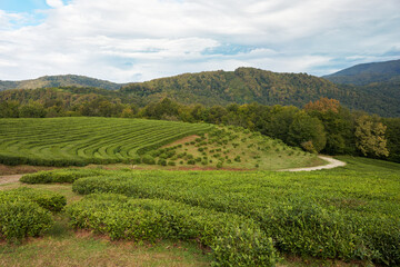 Fototapeta na wymiar Green Matsesta tea plantations on the mountainside.