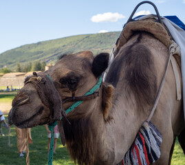Beautiful Dromedary camel decorated in the medieval fair of Jaca that is celebrated in August