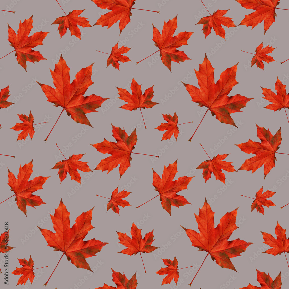 Canvas Prints pattern of autumn red maple leaves on a grey background.