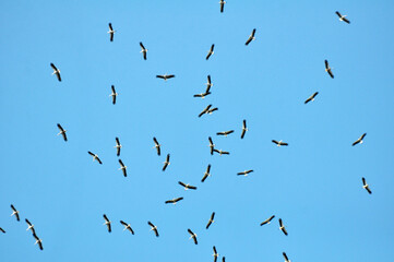 White storks gather in a flock before migration