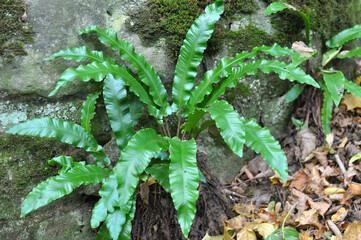 In the wild, fern Asplenium scolopendrium grows © orestligetka
