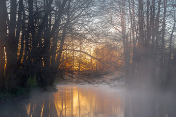 morning in the forest