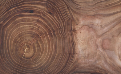 annual rings on a cross section of a brown tree