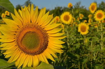 Fototapeta premium sunflowers among sunflowers