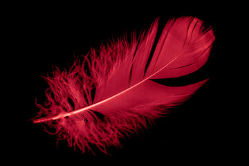 a red goose feather on a black isolated background