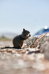 squirrel eating