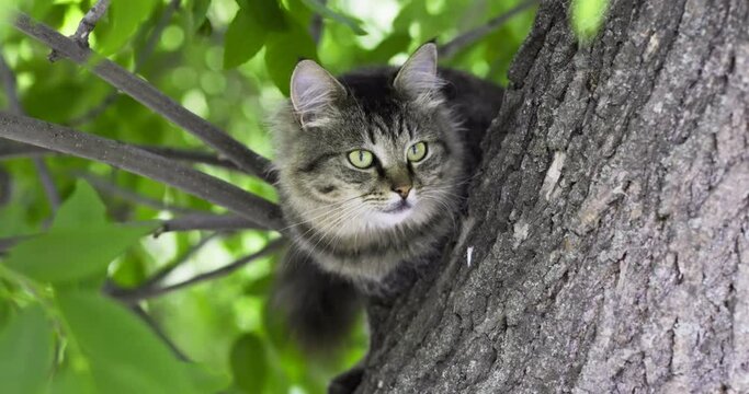 Close-up shot of beautiful gray cat sitting on a tree branch.