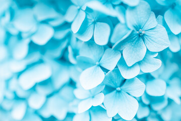 Details of blue petals. Macro photo of hydrangea flower. Beautiful colorful blue texture of flowers...