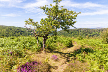 A gnarled hawthorn tree beside a public footpath on Cloutsham Ball on Exmoor National Park at Cloutsham, Somerset UK