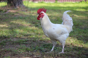 White rooster with red comb with rope on his leg. Farm bird countryside.
