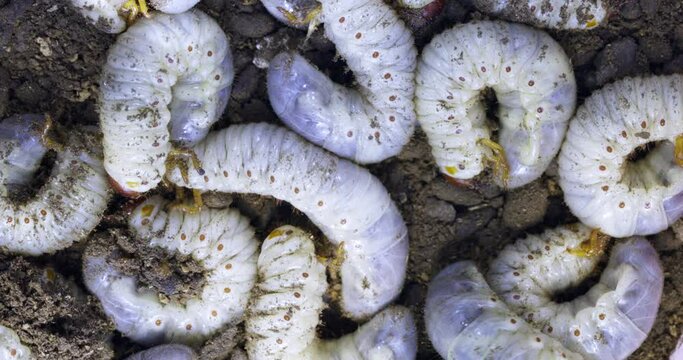 Large white worms close-up may bug larvae or rhinoceros beetle in the ground.