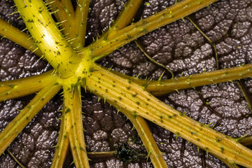 Underside of a Leaf of a Waterlily (Victoria amazonica)