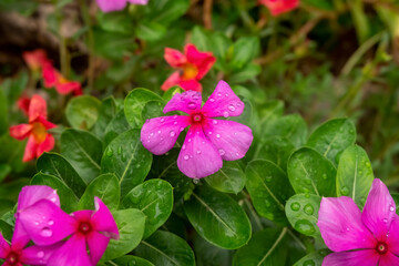 pink flowers with waterdrop in the garden