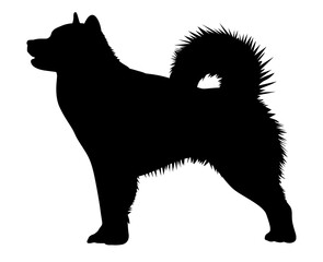 Alaskan malamute black silhouette of a standing dog