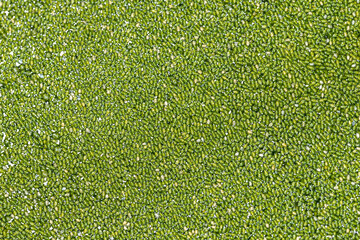 Spotless Watermeal and Rootless Duckweed (Wolffia arrhiza)