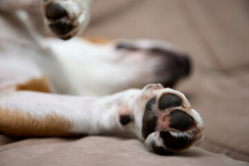 Close up of the paw of a white brown dog sleeping on a litter. Young dog rests in a dog place in the house