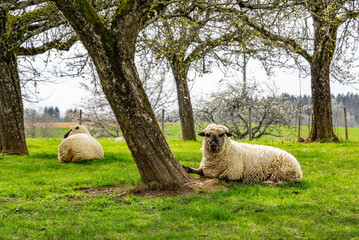 Schaf vor Baum